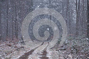 Heavy snow in a German forest on a spring day