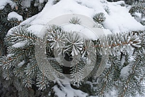 Heavy snow and hoarfrost covering branches of blue spruce in January