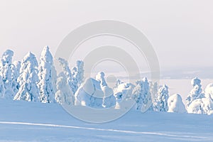 Heavy snow landscape. Photo from Sotkamo, Finland.