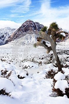 Heavy Snow in Las Vegas Valley