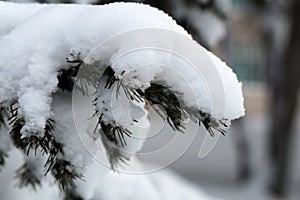 Heavy Snow on Spruce Tree Branches during Winter in Finland