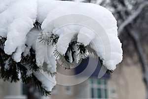 Heavy Snow on Spruce Tree Branches during Winter in Finland