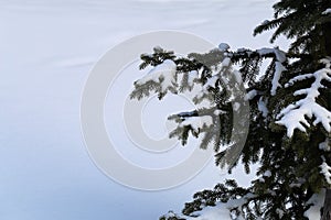 Heavy Snow on Spruce Tree Branches during Winter in Finland