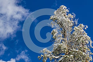 Heavy Snow On Tree Tops With Blue Sky Background