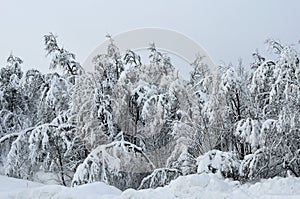 Heavy snow on trees