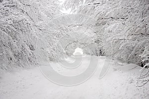 Heavy Snow tunnel through the snowy forest road