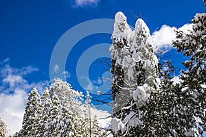 Heavy Snowfall Coating Forest Trees