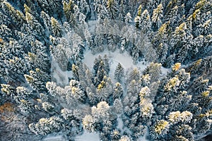 Heavy snowfall in the forest trees covered in snow