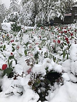 Heavy snowfall hits Chisinau in the middle of spring