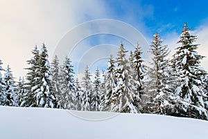 After a heavy snowfall, a landscape of spruce trees and the sky that becomes clear