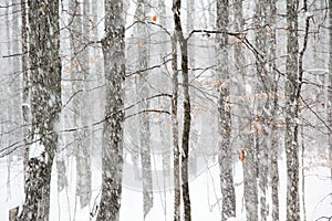 Heavy Snowfall in Michigan Woods