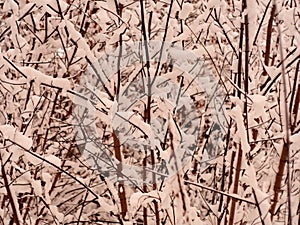 After a heavy snowfall, the plants are covered with a thick layer of snow