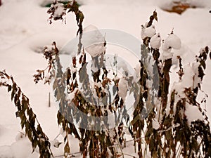 After a heavy snowfall, the plants are covered with a thick layer of snow