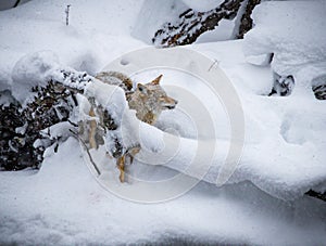 Heavy snowfall surrounds golden Coyote hunting.CR2