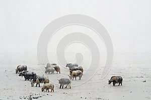 Heavy snowfall yaks in Tibet