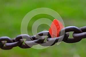 Heavy Steel or Iron Chain Fastened Into Rock Wall with Single Autumn Leaf