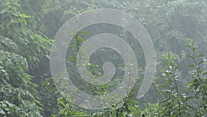 Heavy summer rain over green tree foliage. Torrential raining. Sound video