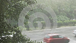 Heavy summer rain pours in the city. In the frame of a green big tree and cars. Autos drive through puddles at high speed spraying