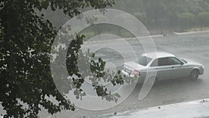 Heavy summer rain pours in the city. In the frame of a green big tree and cars. Autos drive through puddles at high speed spraying