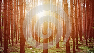 Heavy sunrise in the middle of the forest