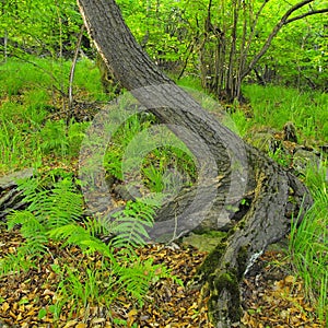 Heavy tangled roots of trees in park, dark brown or gray bark on trunk, fresh green grass and fern stalks.