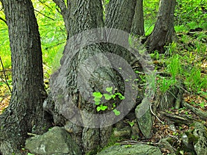 Heavy tangled roots of trees in park, dark brown or gray bark on trunk, fresh green grass and fern stalks.