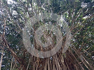 Heavy tendrils roots hanging at the big green banyan tree