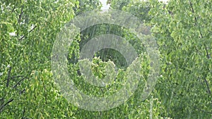 Heavy tropical rainfall on the background of green foliage trees