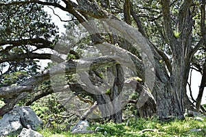 Heavy trunks of pohutukawa trees