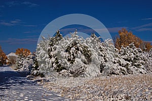 Heavy Wet Autumn Snow