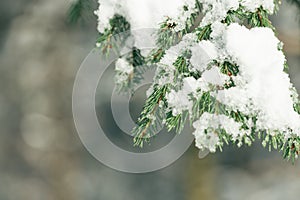 Heavy wet snow on branch of pine tree in park