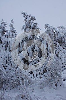 A heavy, wet snow has weighted down the cedar trees.