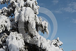 Heavy wet snow on pine tree