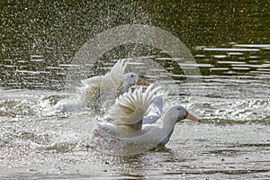 Heavy white Aylesbury ducks flapping their wings as they wash and preen their