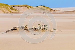 Heavy Wind Blowing Sand on Beach Against Coastal Skyline
