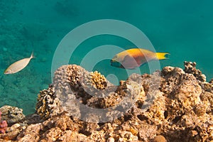 Heavybeak parrotfish is underwater