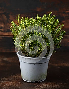 Hebe armstrongii Dwarf whipcord evergreen hardy, compact perennial garden plant