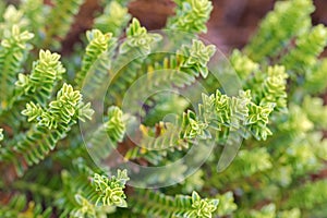 Hebe Green Globe plants, known as Shrubby Veronica in the garden photo