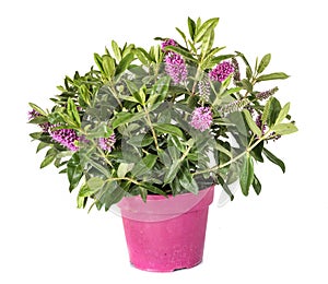 Hebe plant in studio