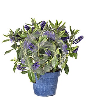 Hebe plant in studio