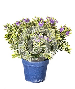 Hebe plant in studio