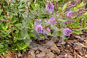 Hebe shrub with purple flowers in bloom growing in mulched garden photo