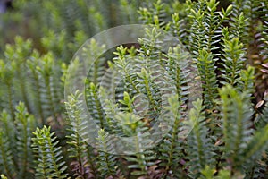 Hebe, Soft focus of Hebe Green Globe plants