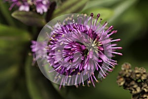 Hebe specie flower photo