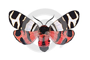 The hebe tiger moth Arctia festiva isolated on white