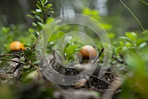 Hebeloma crustuliniforme Bokeh photo
