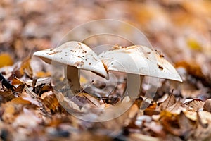 Hongos entre una cama de hojas 