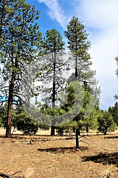 Heber Overgaard, Navajo County, Sitgreaves National Forest, Arizona, United States