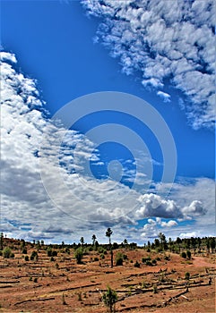 Heber Overgaard, Navajo County, Sitgreaves National Forest, Arizona, United States