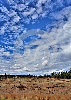 Heber Overgaard, Navajo County, Sitgreaves National Forest, Arizona, United States
